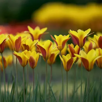 Sazenice Tulipán Cynthia - Tulipa - cibule tulipánů - 3 ks