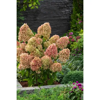 Sazenice Hortenzie latnatá 'Pink Diamond®' Velikost kontejneru: 2l