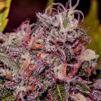 Semeno Positronics - Caramelice 1 ks