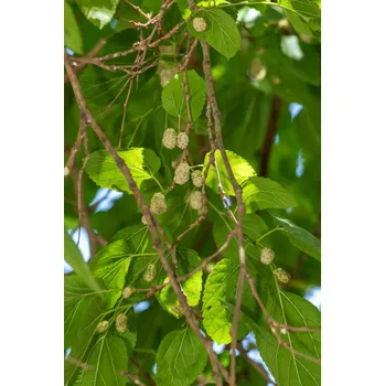 Sazenice Morušovník 'Alba' 2 L