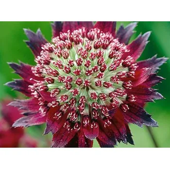 Víno Jarmanka 'Moulin Rouge®' - Astrantia 'Moulin Rouge®' Balení: kontejner p11