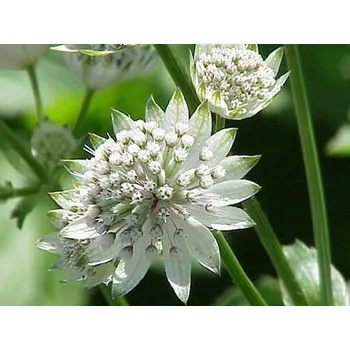 Sazenice Jarmanka větší - Astrantia major Balení: kontejner p9