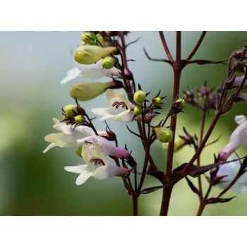 Sazenice Dračík prstnatý 'Husker Red Strain' - Penstemon digitalis 'Husker Red Strain' Balení: kontejner p9