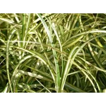 Sazenice Ostřice muskingumenská 'Variegata' - Carex muskingumensis 'Variegata' Balení: kontejner p9