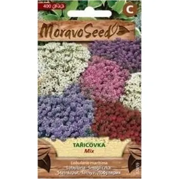 Semeno MoravoSeed Tařicovka přímořská Mix