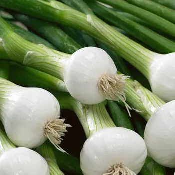 Semeno Cibule jarní La Reine - Allium cepa - osivo cibule - 250 ks