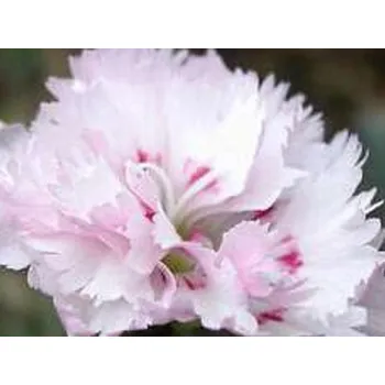 Sazenice Hvozdík péřitý 'Ine' - Dianthus plumarius 'Ine' Balení: kontejner p11