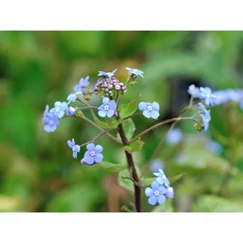 Pomněnkovec velkolistý 'Alexander's Great' PBR - Brunnera macrophylla 'Alexander's Great' PBR Balení: kontejner C2 Brunnera macrophylla 'Alexander's Great' PBR