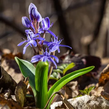 Sazenice Ladoňka dvoulistá modrá - Scilla bifolia blue - cibule ladoňek - 3 ks