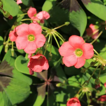 Semeno Čtyřlístek pro štěstí - Šťavel růžový - Oxalis deppei - hlízy šťavele - 3 ks