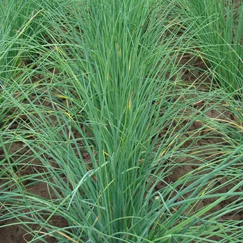 Semeno Pažitka hrubostěnná Bohemia - Allium schoenoprasu - osivo pažitky - 400 ks