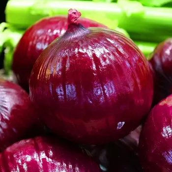 Semeno Cibule červená Braunschweiger - Allium cepa - osivo cibule - 250 ks