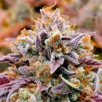 Semeno R-Kiem Seeds - Cumbia 10 ks