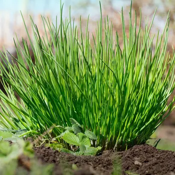 Semeno BIO Pažitka - Allium schoenoprasum L. - bio osivo pažitky - 200 ks