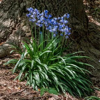Semeno Hyacintovec španělský modrý - Hyacinthoides hispanica - cibule hyacintovců - 5 ks