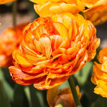 Semeno Tulipán Sunlover - Tulipa - cibule tulipánů - 3&nbsp;ks