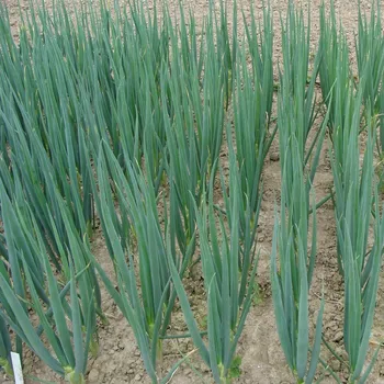 Semeno Cibule sečka Entita - Allium fistulosum L. - osivo cibule - 150 ks