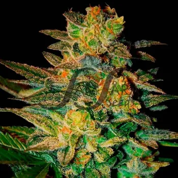 Semeno Samsara - Spiritual Punk 1 ks