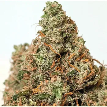 Semeno Positronics - Supercheese 1 ks