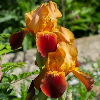 Sazenice Kosatec německý oranžový - Iris germanica - hlízy kosatců - 1 ks