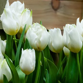 Sazenice Tulipán Agrass White - Tulipa - cibule tulipánů - 3 ks