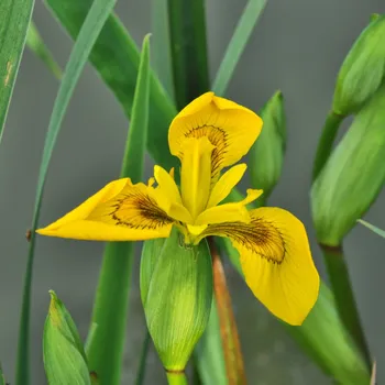 Sazenice Kosatec síťkovaný Danforda - Iris reticulata - cibulky kosatců - 3 ks