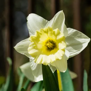 Semeno Narcis Mount hood - Narcissus Trumpet - cibule narcisů - 3 ks