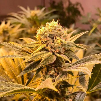 Semeno R-Kiem Seeds - R-Kiem regular 5 ks