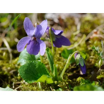 Sazenice Fialka lesní - Viola sylvestris Balení: kontejner p9