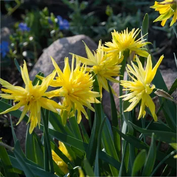 Sazenice Mininarcis Rip van Winkle - Narcissus - cibule narcisů - 3 ks