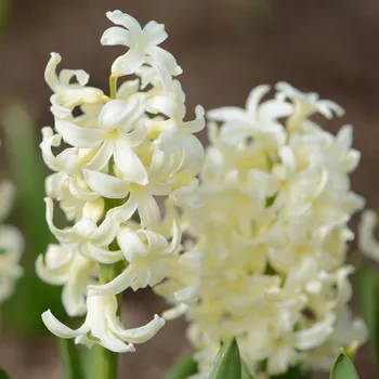Semeno Hyacint Gipsy Princess - Hyacinthus L. - cibule hyacintů - 1 ks