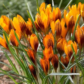 Sazenice Krokus Orange Monarch - Crocus chrysanthus - hlízy krokusů - 3 ks