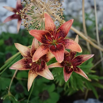 Semeno Lilie Whistler - Lilium - cibule lilií - 1 ks