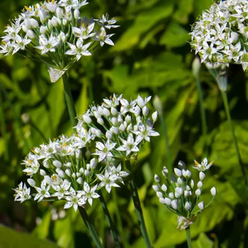 Semeno Pažitka čínská Neko - Allium tuberosum - osivo pažitky - 20 ks