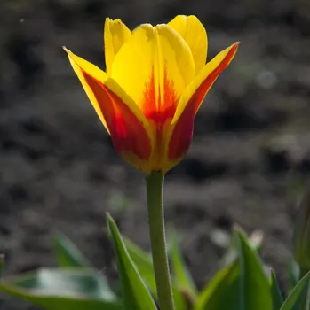 Sazenice Tulipán nízký Stresa - Tulipa - cibule tulipánů - 3 ks