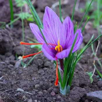 Semeno Šafrán setý - Crocus sativus - hlízy šafránů - 3 ks
