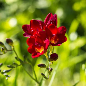 Sazenice Frézie červená - Freesia - hlízy frézií - 3 ks