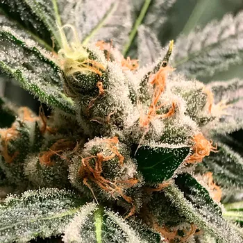 Semeno R-Kiem Seeds - Dark Kush Auto 1 ks