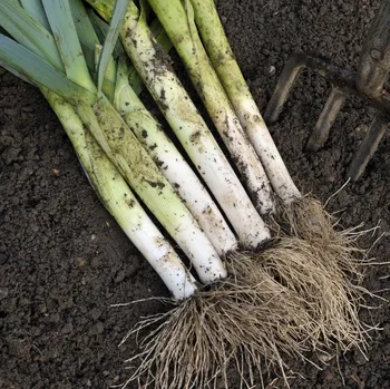 Semeno Pór pravý Starozagorski Kamuš - Allium porrum - osivo póru - 200 ks