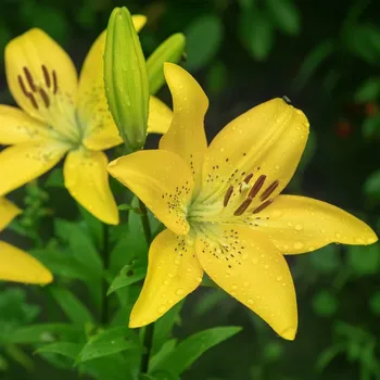 Cibulovina Lilie Yellow Planet - Lilium lancifolium - cibule lilií - 1&nbsp;ks
