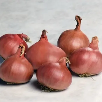 Semeno Cibule šalotka Camelot F1 - Allium cepa - osivo cibule - 50 ks