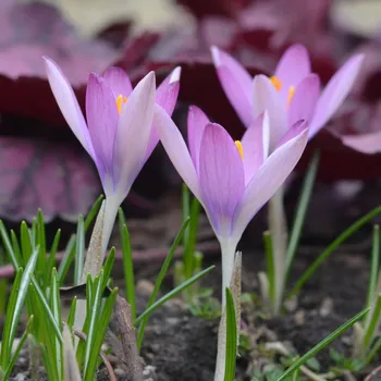 Sazenice Krokus Roseus - Crocus tommasinianus - hlízy krokusů - 3 ks