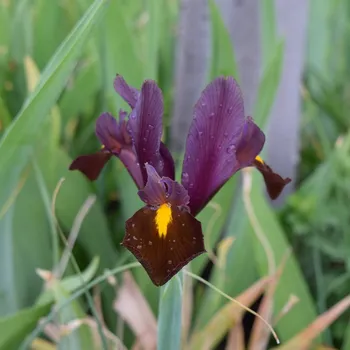 Sazenice Kosatec Red Ember - Iris hollandica - cibulky kosatců - 3 ks