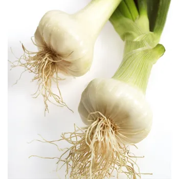 Semeno Cibule kuchyňská Ranila - Allium cepa - osivo cibule - 100 ks