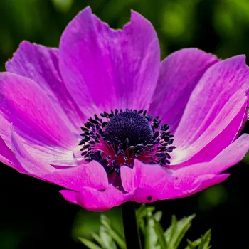 Sazenice Sasanka Admiral - Anemone - hlízy sasanek - 3 ks