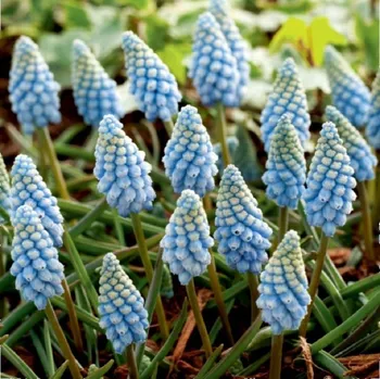 Sazenice Modřenec Valerie Finish - Muscari armeniacum - cibule modřenců - 5 ks