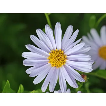 Sazenice Kalimeris (japonská astra) 'Blue Star' - Kalimeris incisa 'Blue Star' Balení: kontejner p11