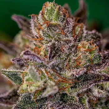 Semeno Positronics - Purple Cherry 1 ks