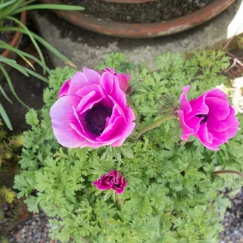 Cibulovina Sasanka Sylphide - Anemone sylphide - hlízy sasanek - 3 ks