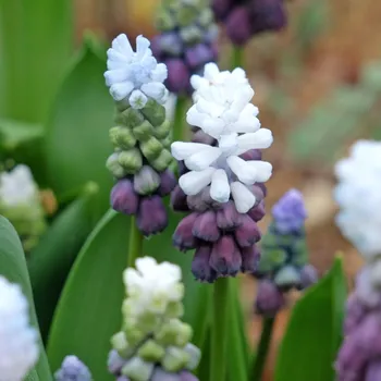 Cibulovina Modřenec Grape Ice - Muscari - cibule modřenců - 5&nbsp;ks